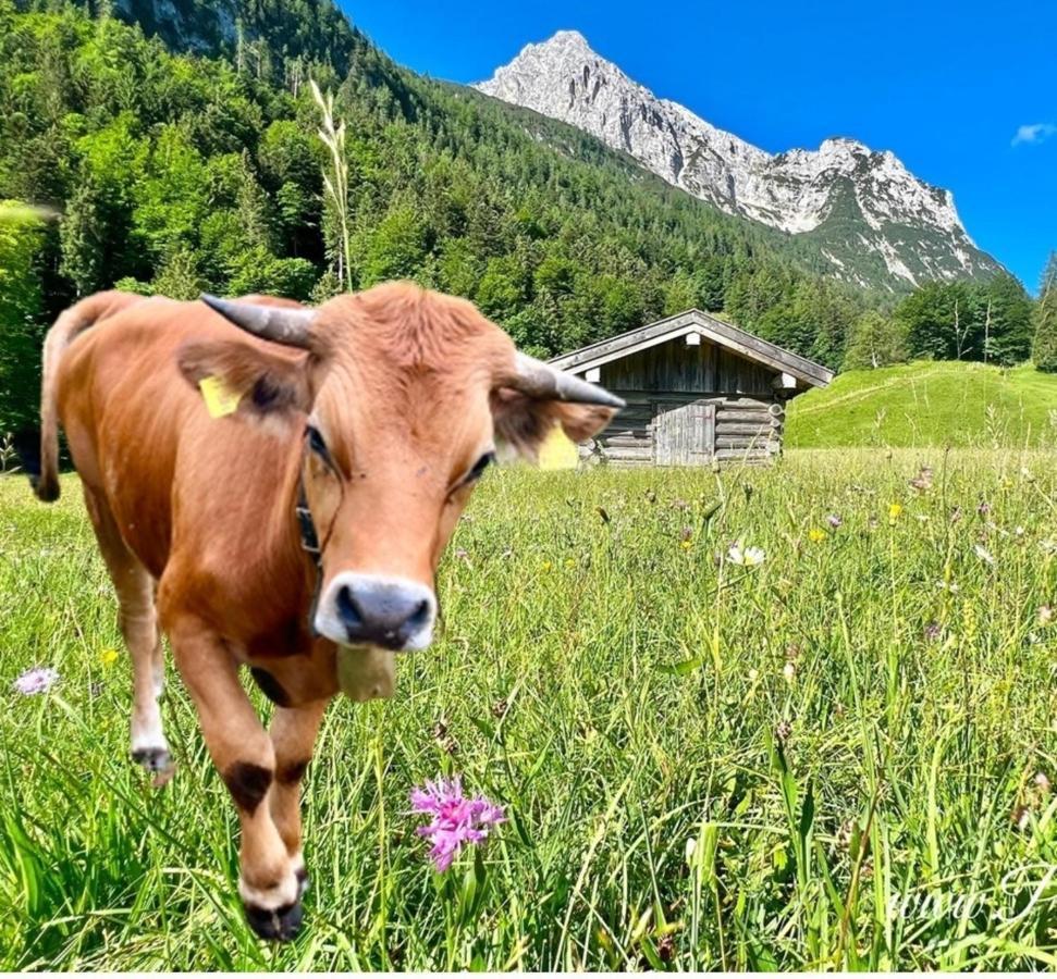 Fewo Ilona Apartman Mittenwald Kültér fotó